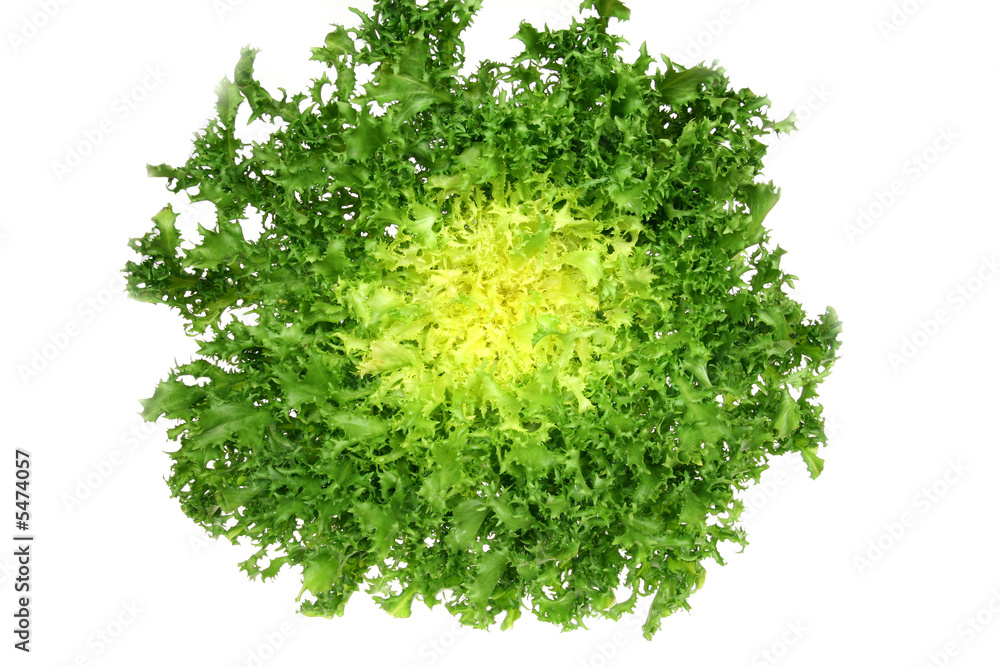 Leaf vegetable - green endive (Cichorium endivia) - obrazy, fototapety, plakaty 