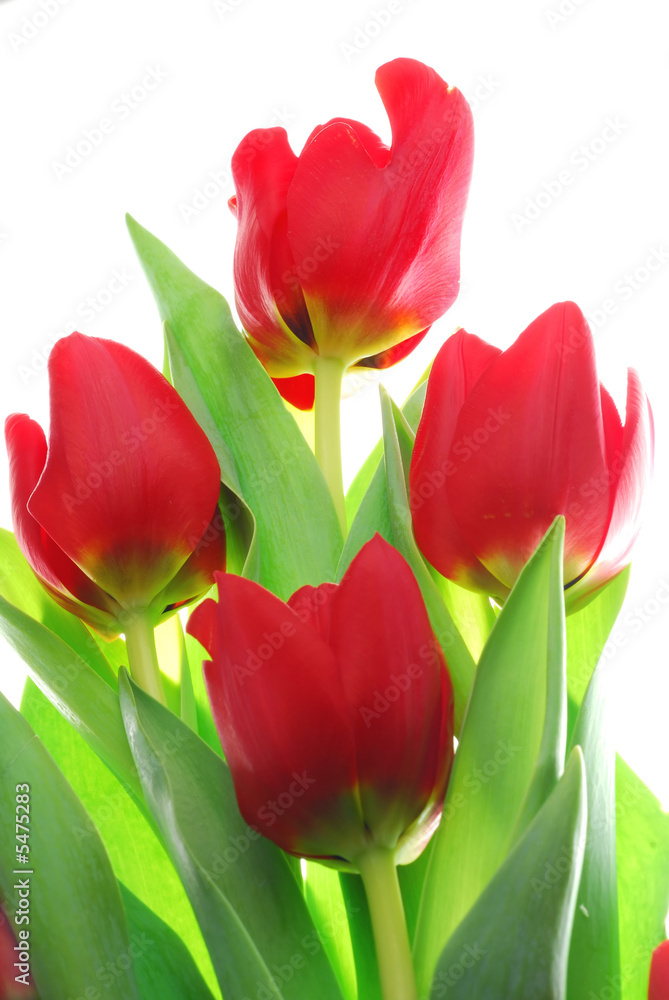 Fototapeta premium red tulips