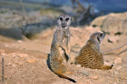 Suricate (meerkat) © Kipren