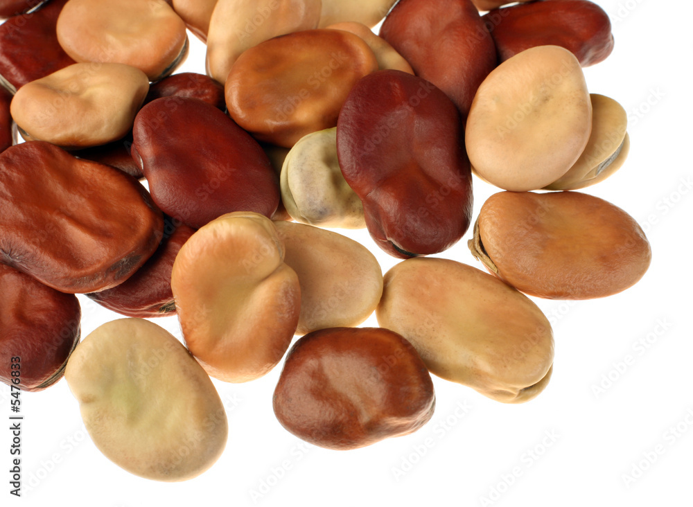 Brown dry bean isolated on white background Brown dry bean isolated on white background