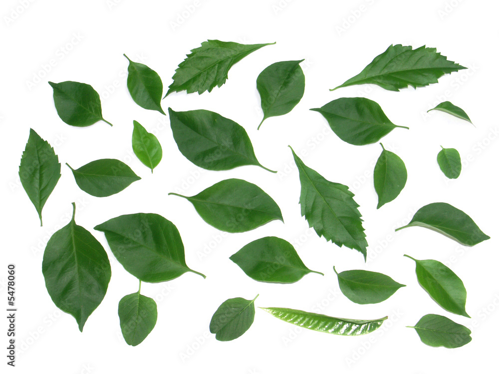 fond de feuilles vertes fond de feuilles vertes
