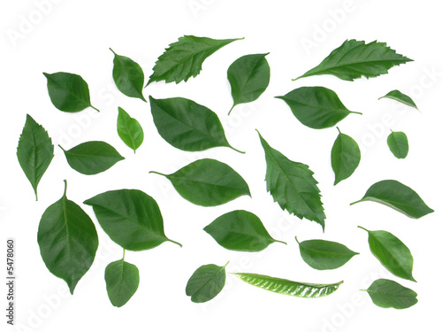 fond de feuilles vertes photo