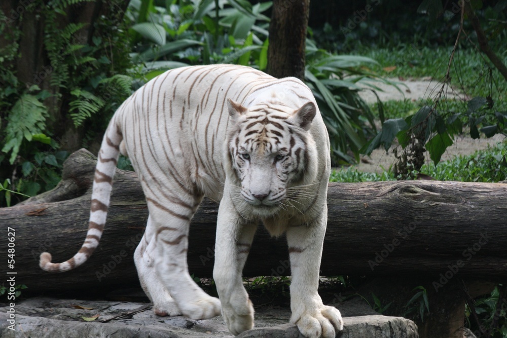 Fototapeta premium white tiger