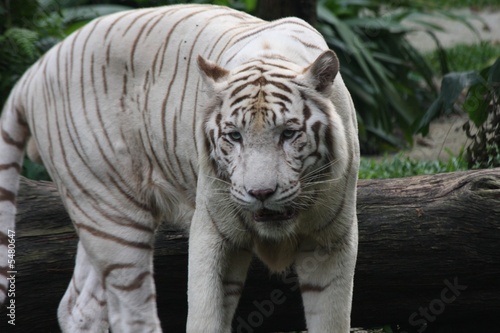 white tiger 2