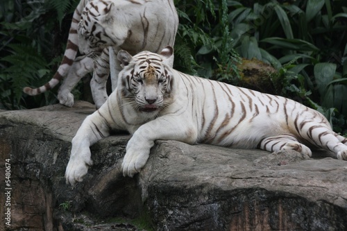 Fototapeta Naklejka Na Ścianę i Meble -  white tiger 3