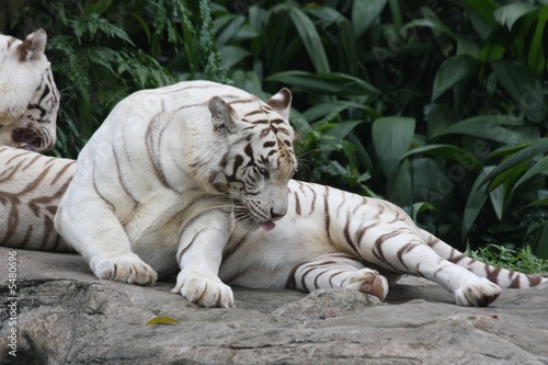 white tiger 4