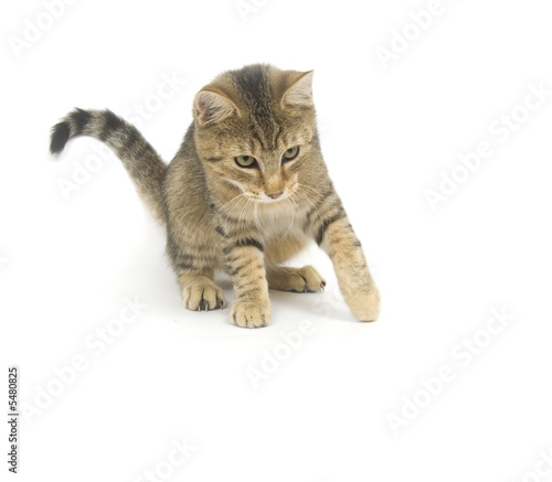Tabby kitten ready to pounce