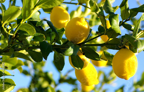  Lemons growing on lemon tree.