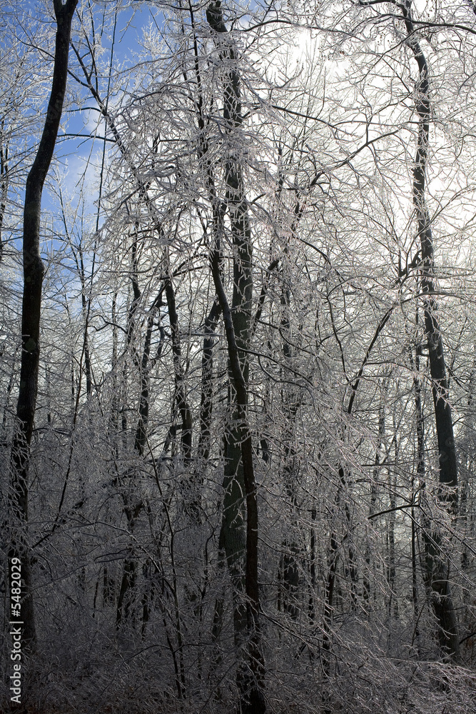forest covered after an ice storm forest covered after an ice storm