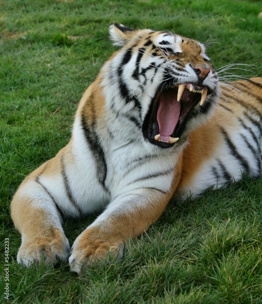 Fototapeta premium Tiger