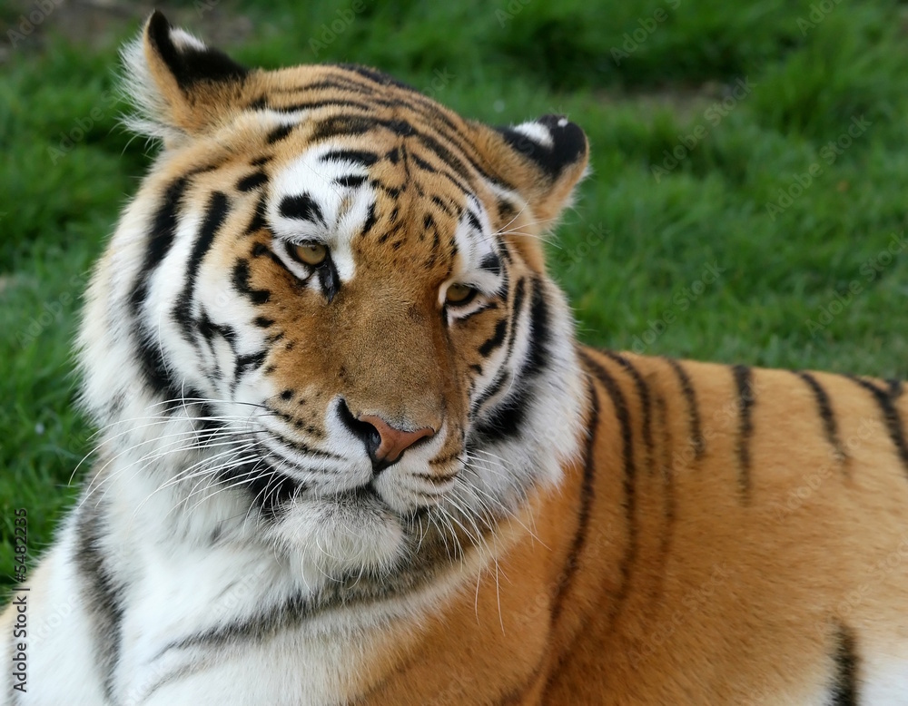 Fototapeta premium Tiger