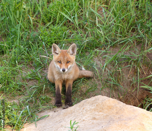 Red Fox ( Vulpes vulpes ) © vchphoto