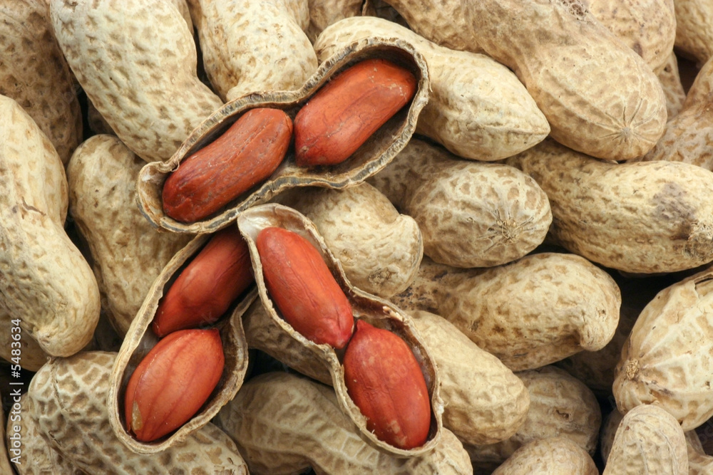 custom made wallpaper toronto digitalPeanuts shell background