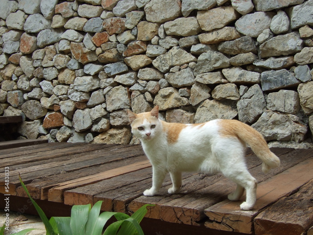 Fototapeta premium cat