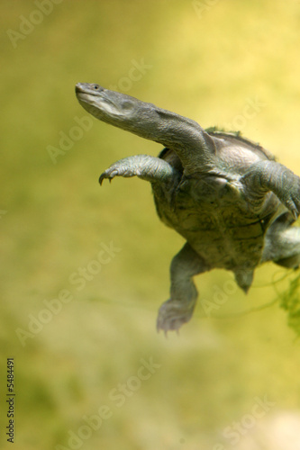 Long Necked Turtle © Kitch Bain