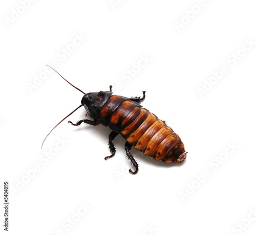 Madagascar Hissing Cockroach