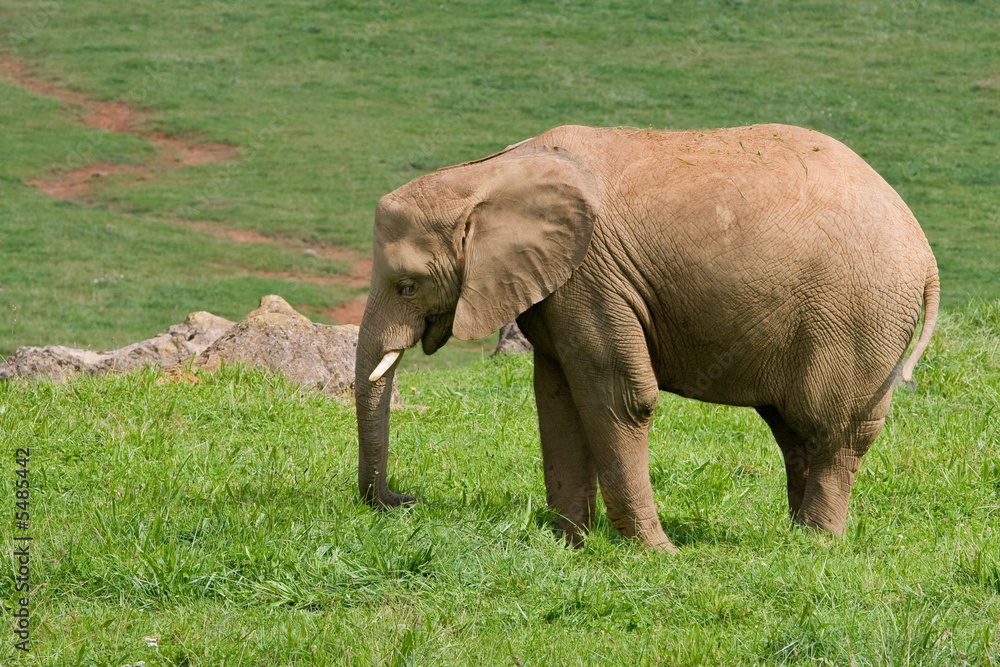African elephant on grass background. Shallow DOF