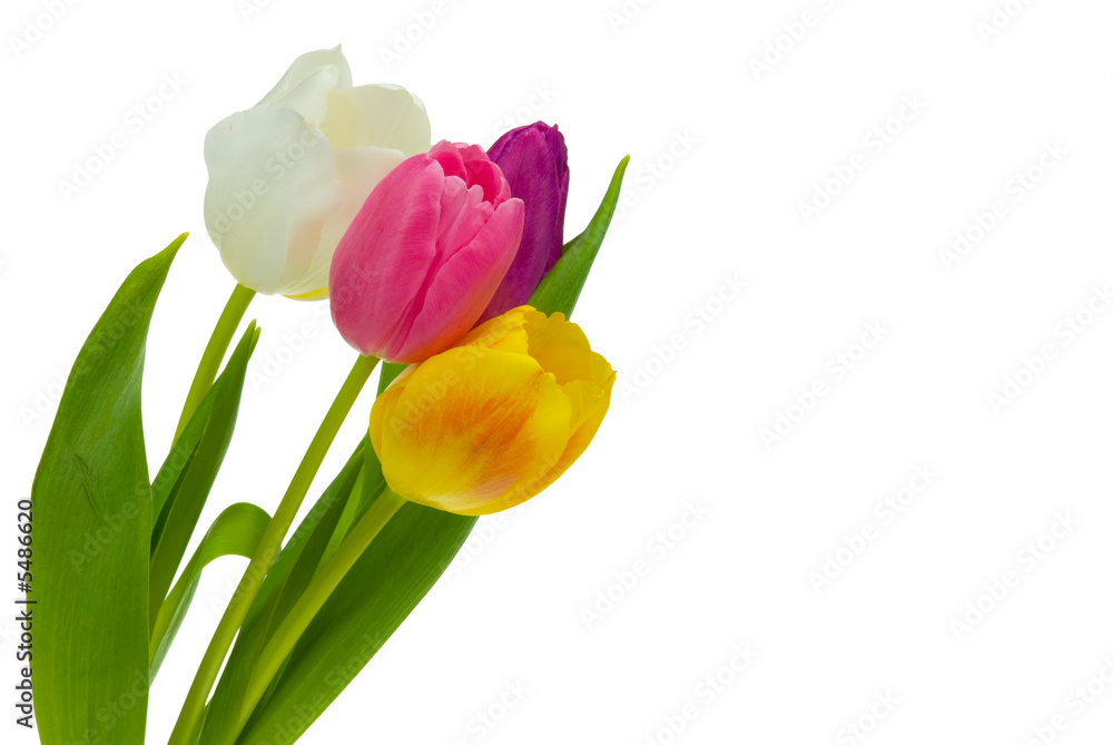 Fototapeta premium colorful tulips