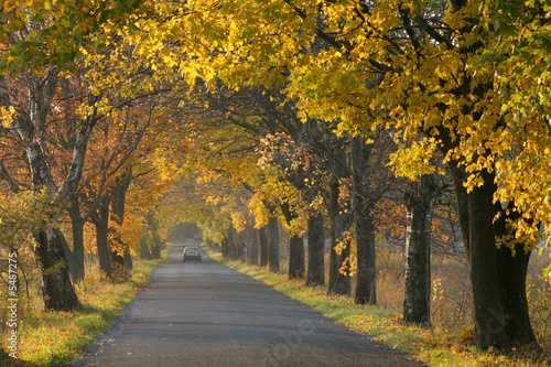 Autumn road.