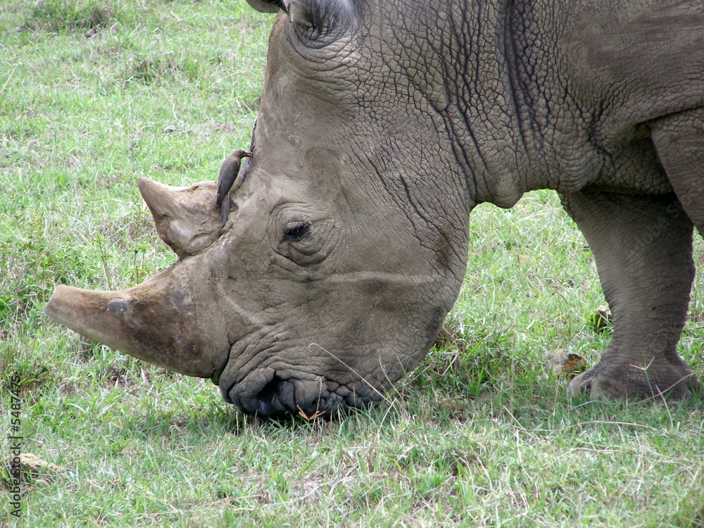 Fototapeta premium Rhino Grazing