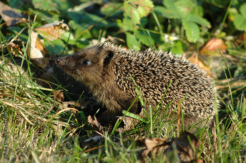 Igel94