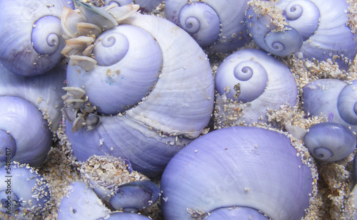 purple sea shells