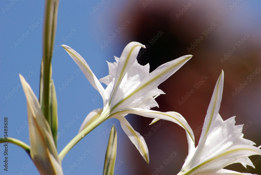 Fototapeta premium flower