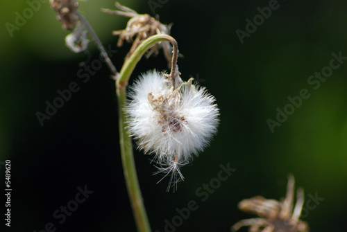 dandelion