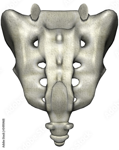 Human posterior sacrum