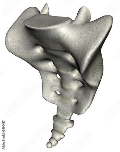 Human oblique sacrum