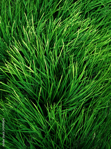 herbes