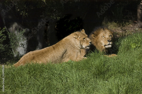 Lion and lioness resting photo