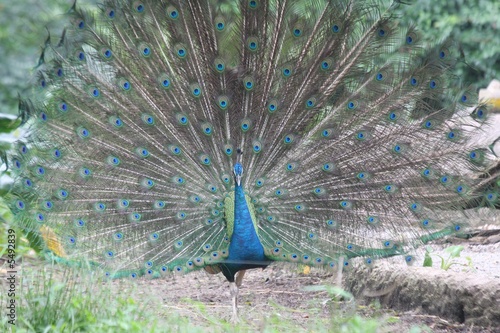 peacock photo