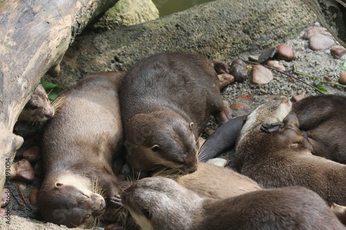 otter family photo