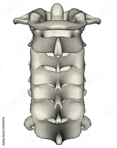 Human posterior cervical spine