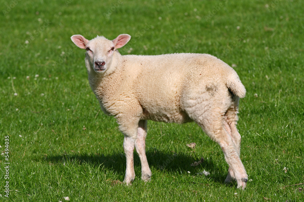 welsh lamb