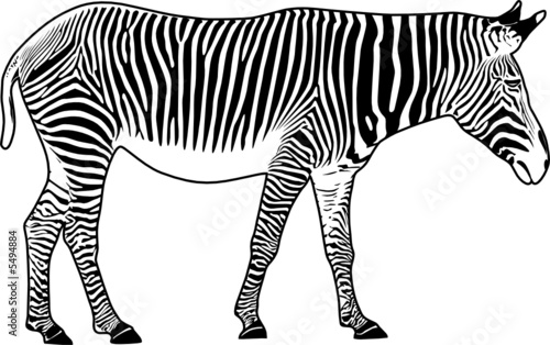 Zebra. Contour. Vector illustration.