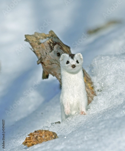 Weasel ( Mustela nivalis nivalis )