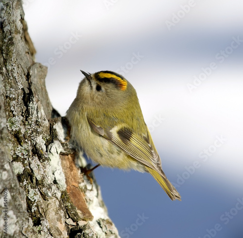 kinglet. Russia, Voronezh area