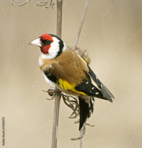 Leinwand Poster Goldfinch. Russia, Voronezh area.