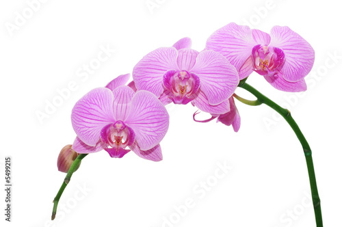 Orchid on a white background