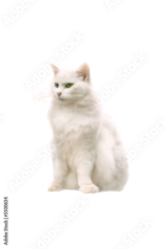 Persian cat 