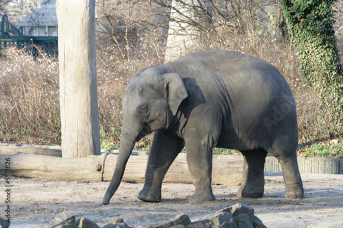The small elephant in a zoo of Berlin