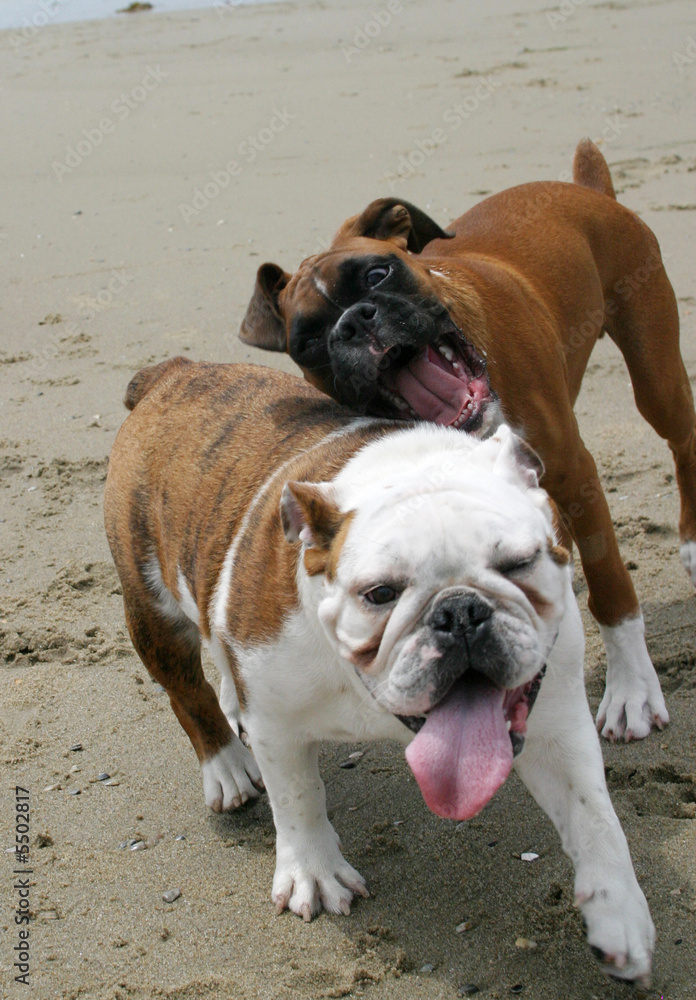 Obraz premium Bulldog and Boxer at the Beach 