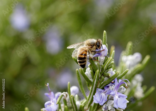 Bee gathering pollen