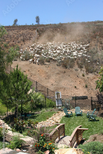 Goats clearing a hillside photo