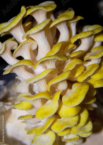 yellow oyster mushrooms growing