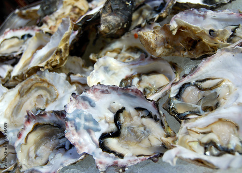oysters on the half shell