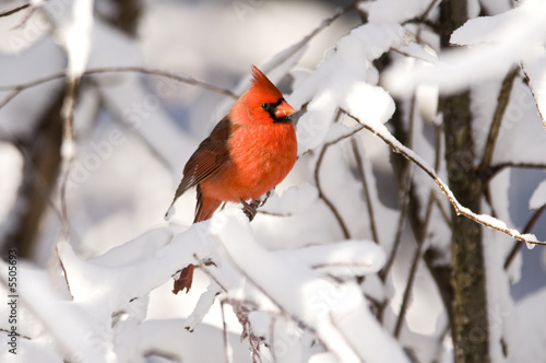 Northern cardinal after snow © Tony Campbell