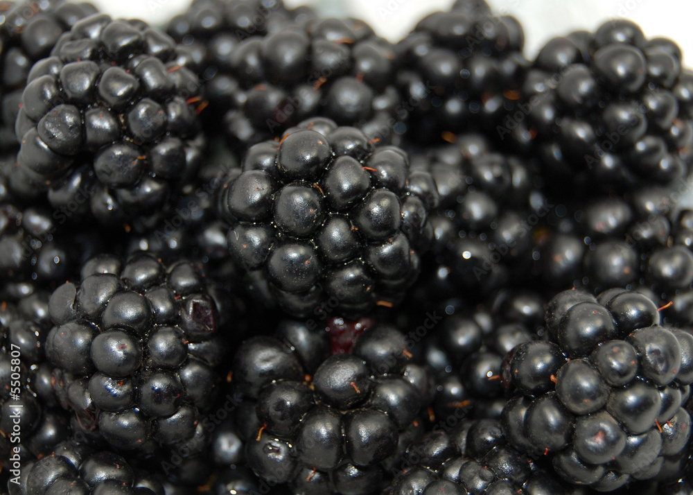 close up of isolated organic blackberries